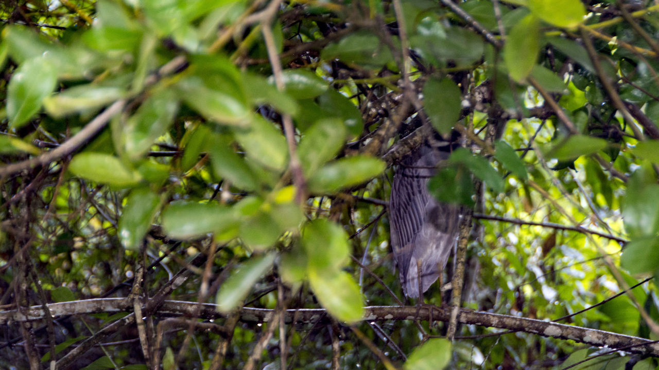 20171230 014   Tortuguero National Park, Puerto Limon, Limon, Costa Rica